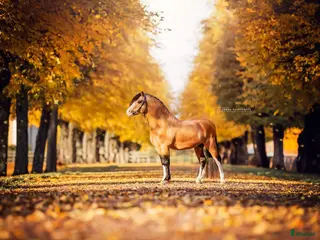 stallplats Stallplats finnes i Södertälje - Annons 9