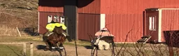 Allround hästar till salu: Inkörd och välhanterad shettis söker nytt hem - Annons 20