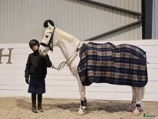 hästar LÄROMÄSTARE HOPPNING ✨️🦄 i Lindesberg - Annons 14