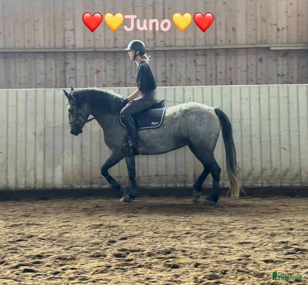  hästservice finnes: Julklappstips! Ridläger sommaren 2026 i Lidköping - Annons 12