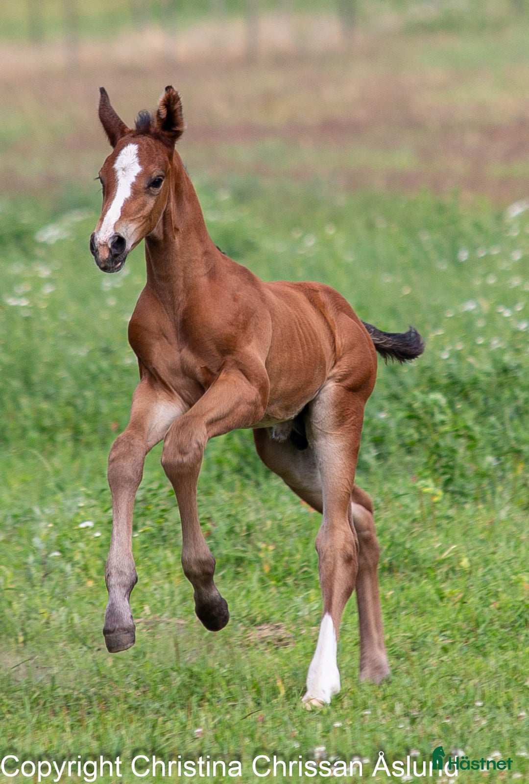 Dressyr hästar till salu: 2 hingstföl och ett stoföl dressyr i Norrtälje - Annons 9