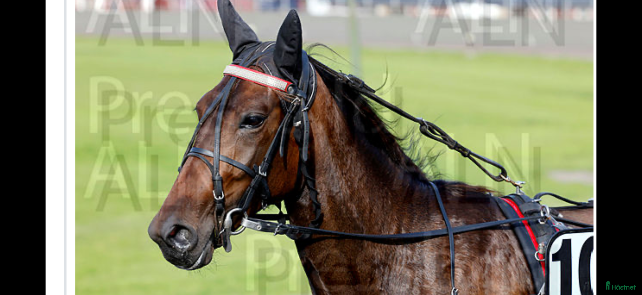  hästar Starthäst - Annons 1