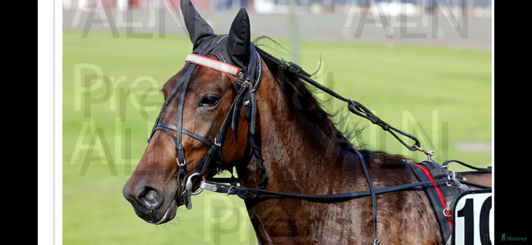 Trav hästar till salu: Starthäst i Hamrångefjärden - Annons 1