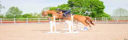 Hoppning hästar till salu: Fin 4 åring med potential!  - Annons 7