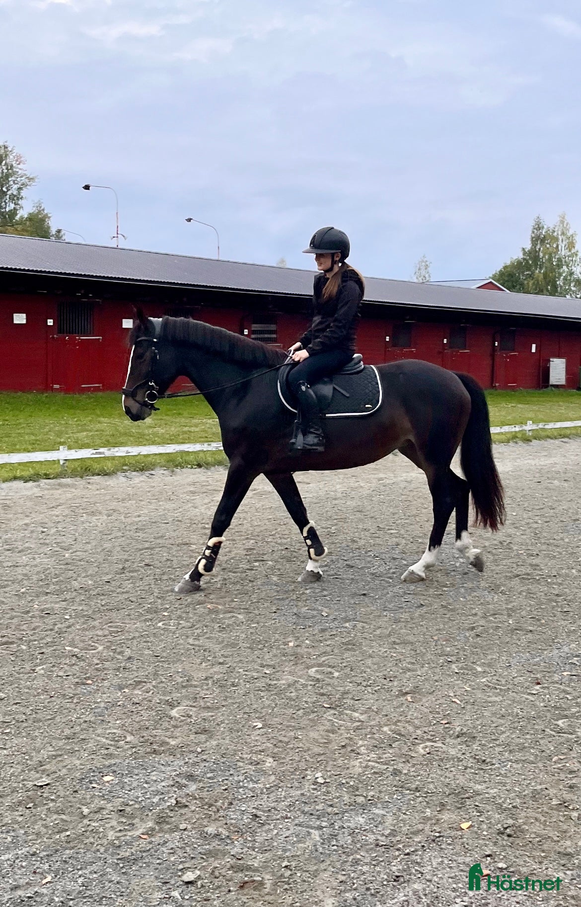  hästar Fint D-ponnysto - Annons 1