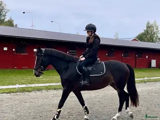 hästar Fint D-ponnysto - Annons 1