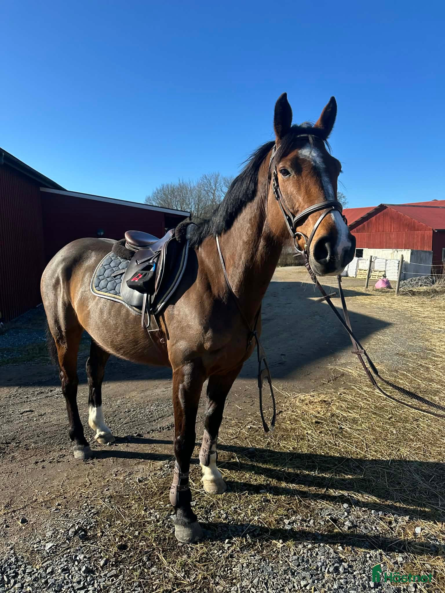  hästar Perfekt Allround / Fälttävlan - Annons 7