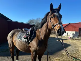 hästar Perfekt Allround / Fälttävlan - Annons 7