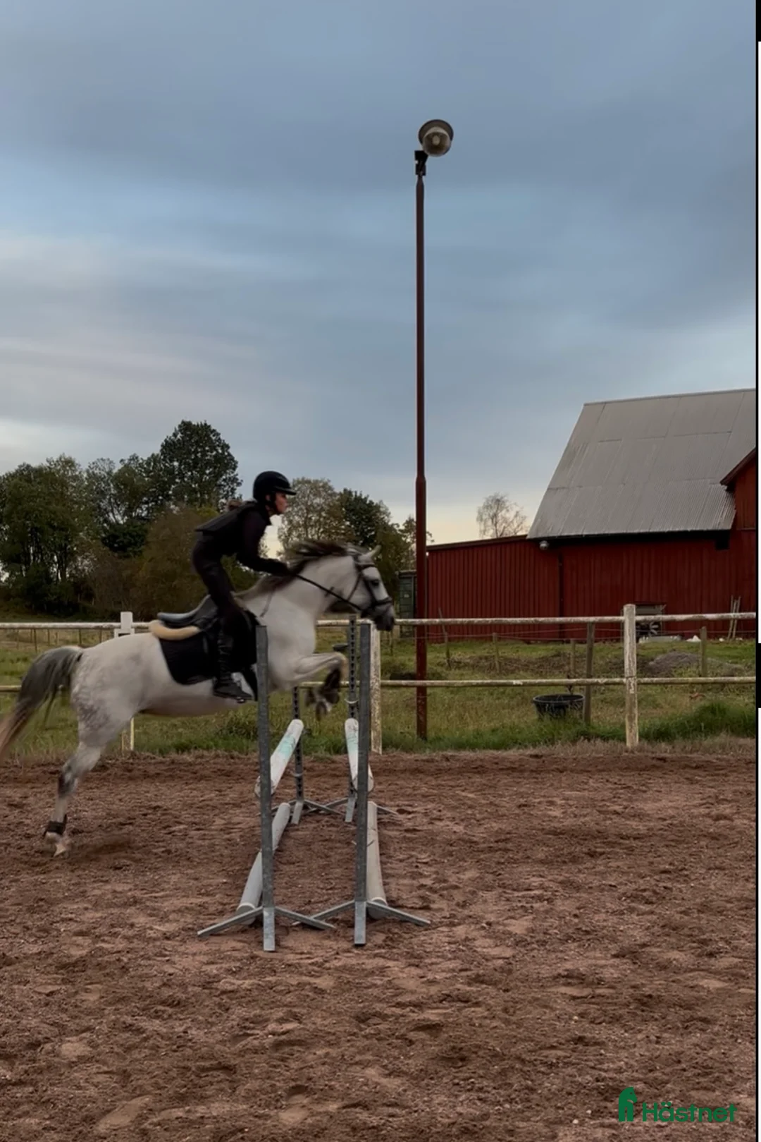 Dressyr hästar till salu: Tävlingsponny kat C i Hyltebruk - Annons 4