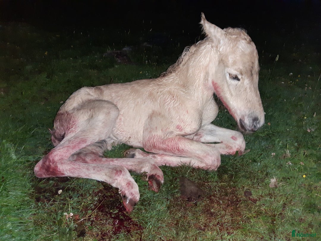 Allround hästar till salu: Lothar, världens bästa häst ♡ i Söderköping - Annons 20