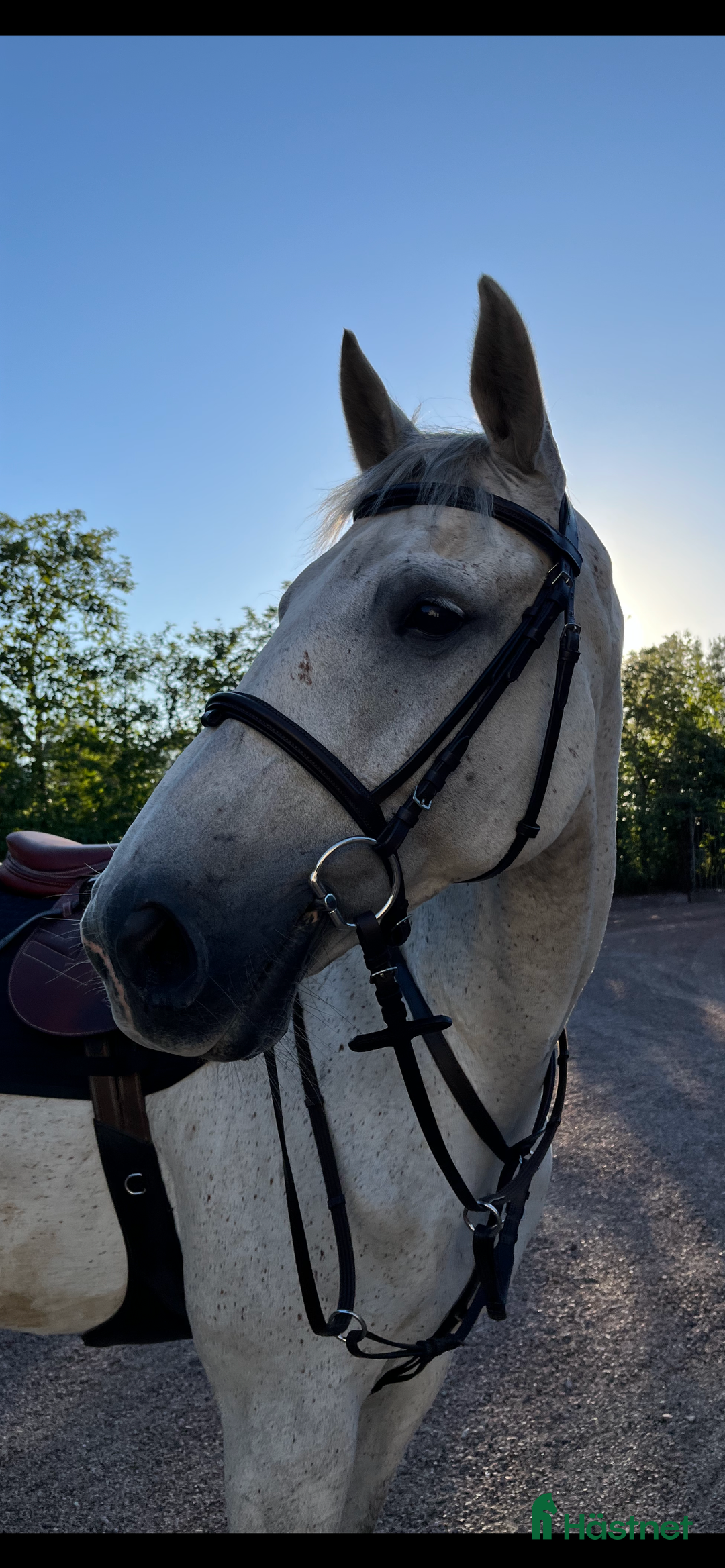 Allround hästar till salu: Lyxig häst för sällskap & lättare ridning  i Ängelholm - Annons 3