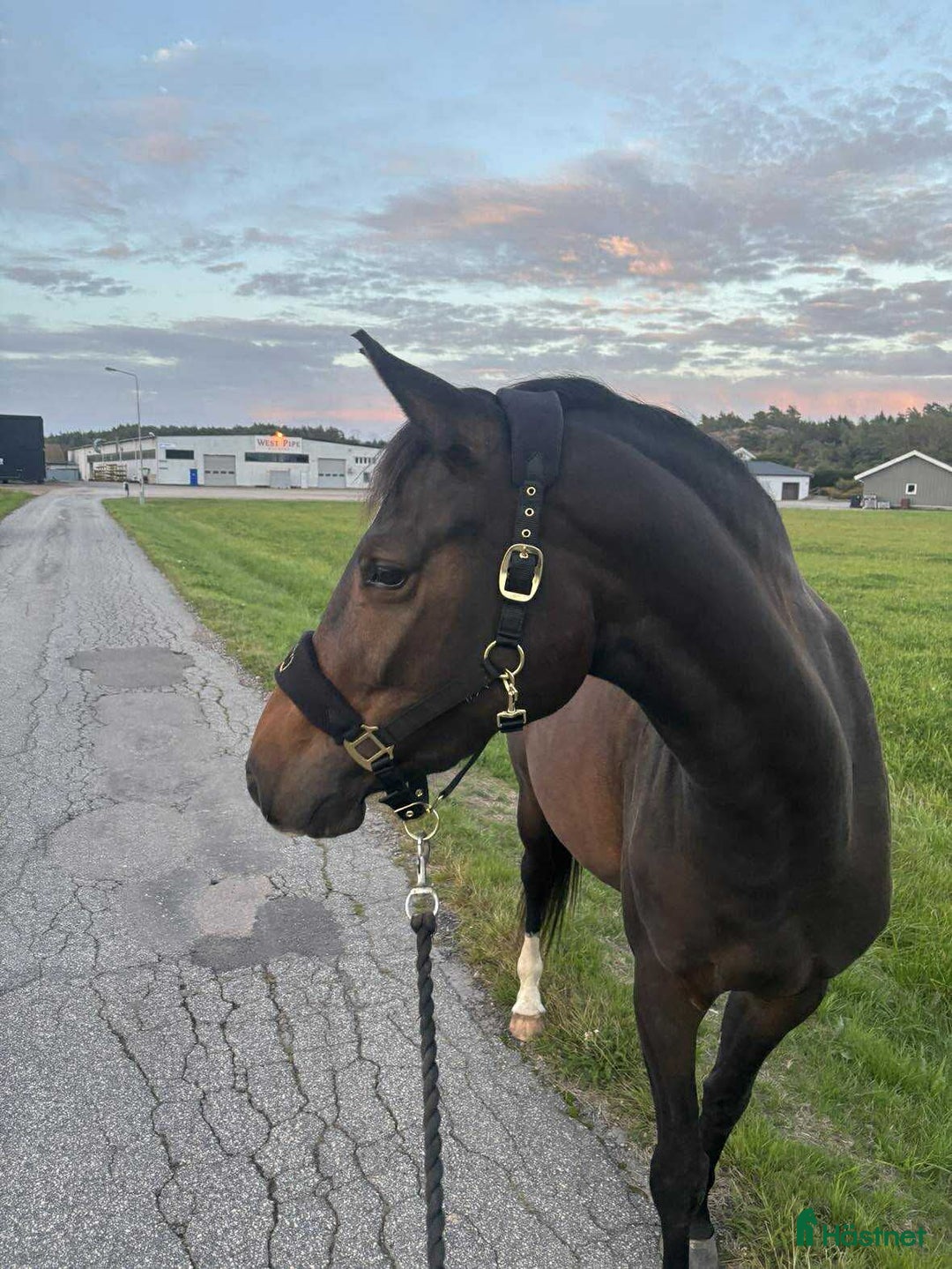Allround hästar till salu: Trevligt och formbart 3-årigt sto i Uddevalla - Annons 2