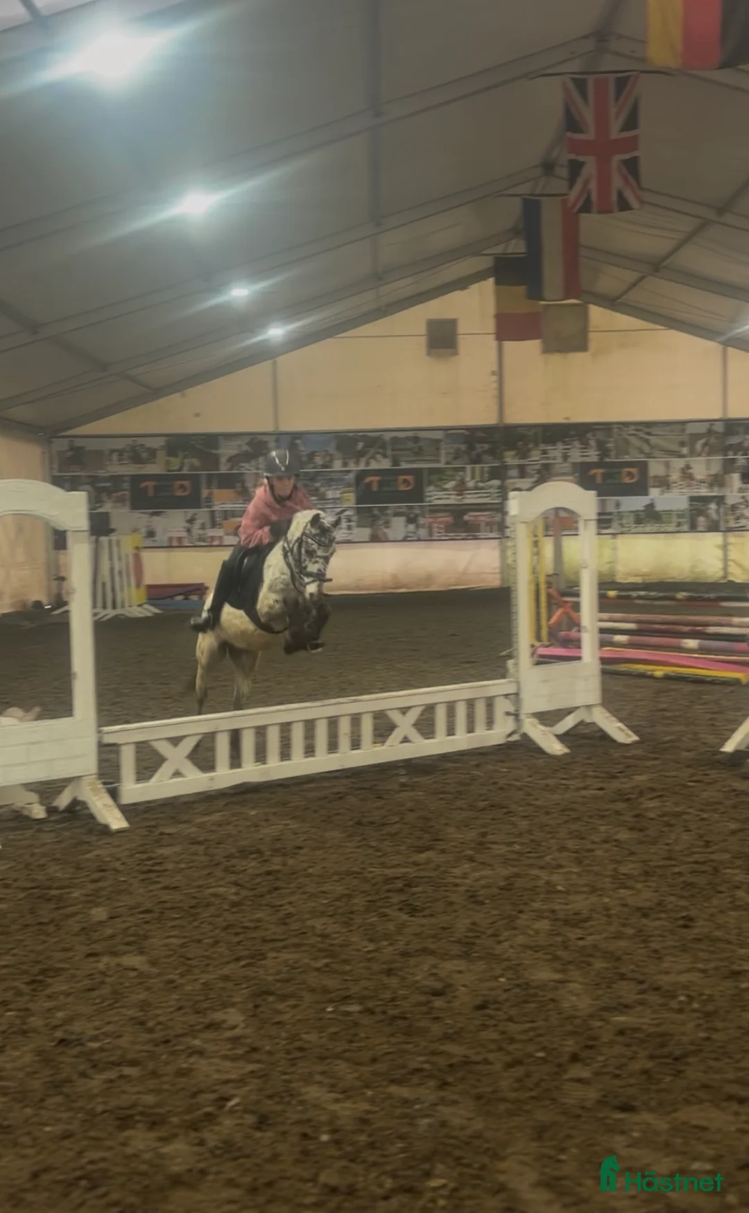 Hoppning hästar till salu: Jumping pony with special color i Ystad - Annons 5