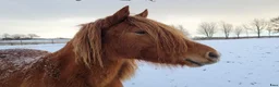 Allround hästar till salu: 4-årigt positivt och nyfiket Welsh Cob-sto - Annons 4