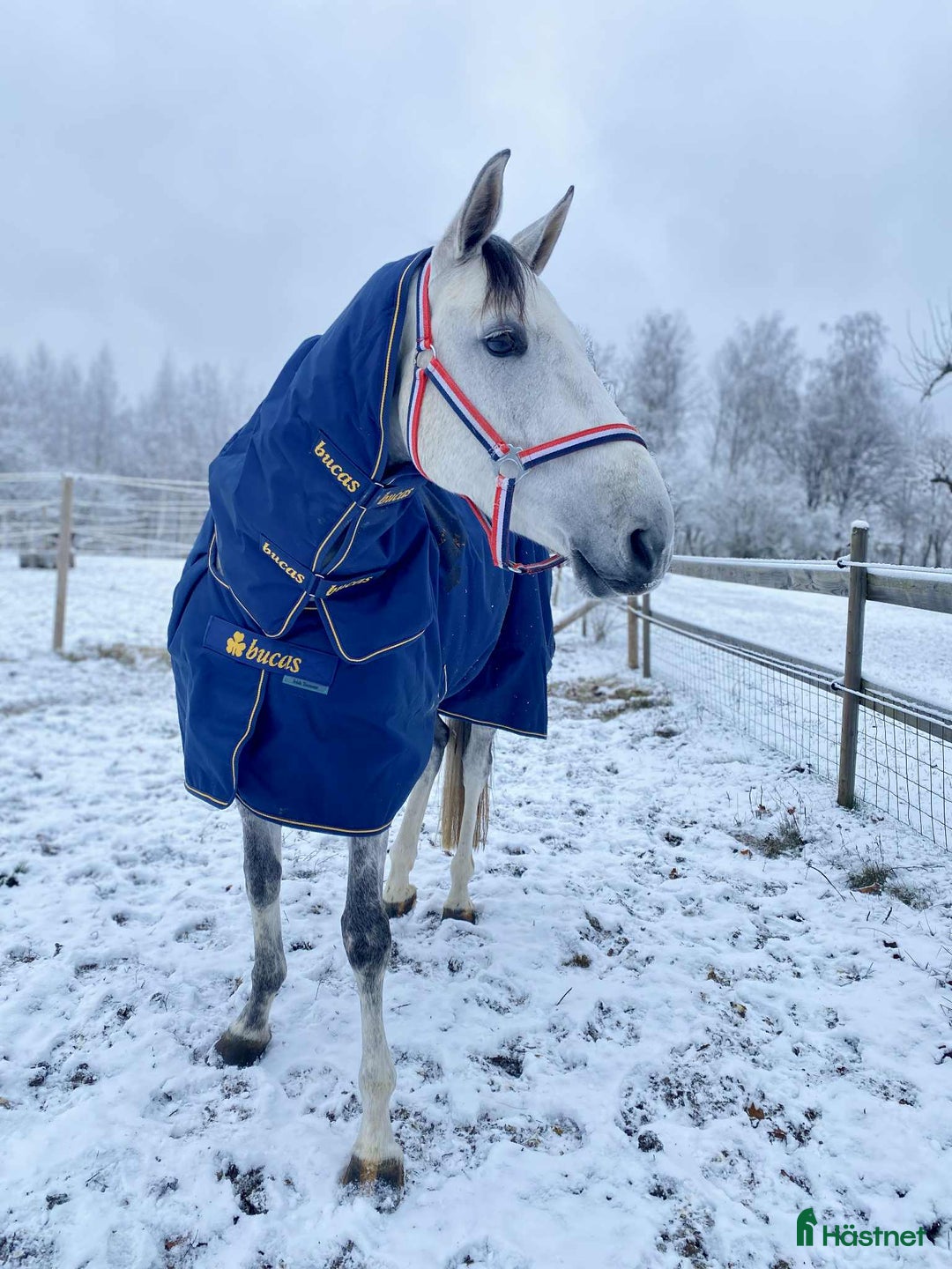 Hoppning hästar till salu: Trevligt sto i Åtvidaberg - Annons 3