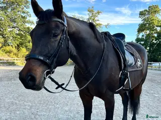 hästar Trevligt sto - Annons 5