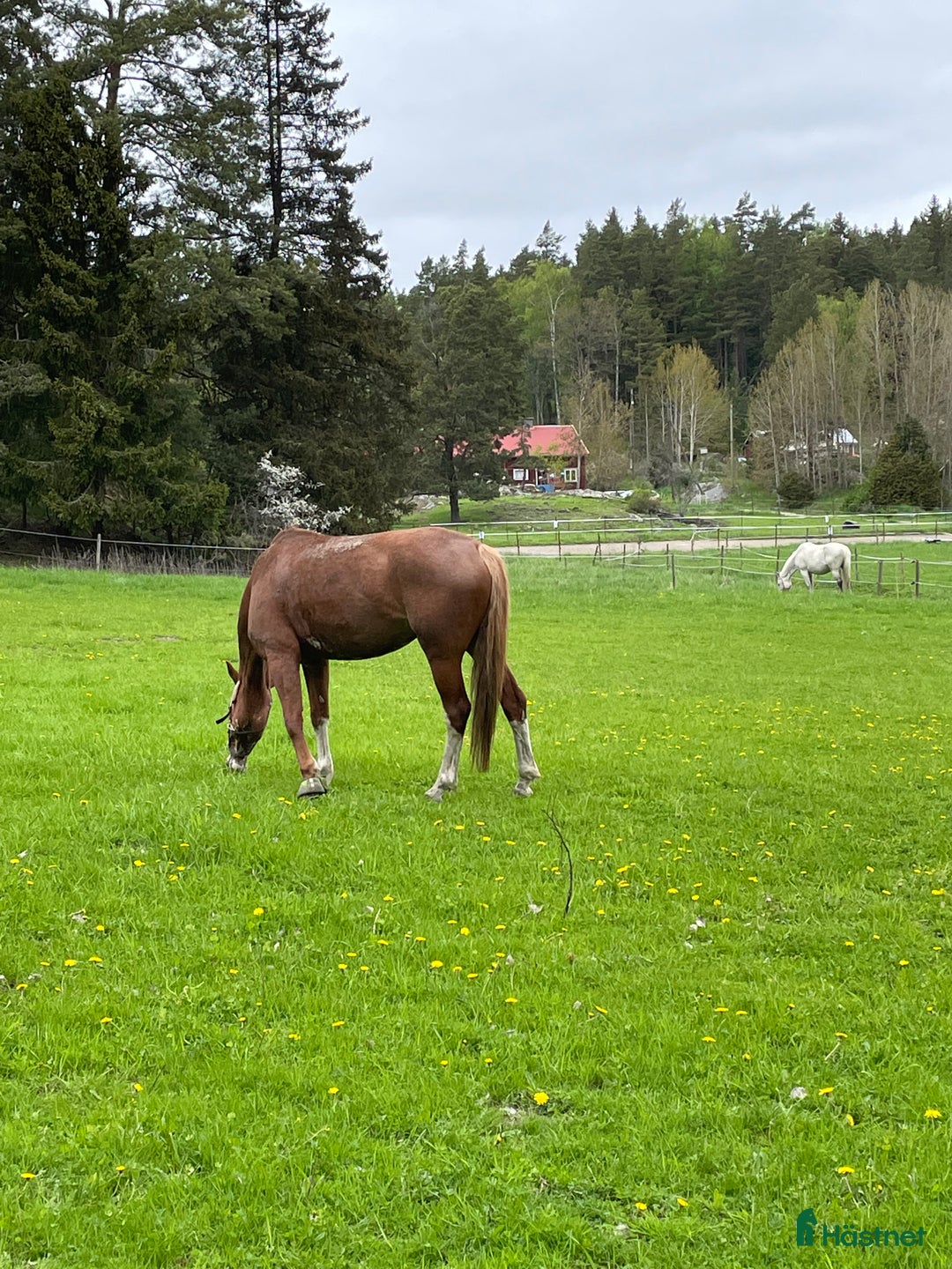  stallplats finnes: Stallplats i Åkersberga  i Åkersberga - Annons 3