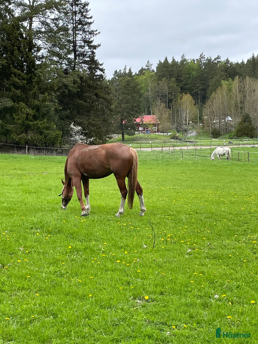  stallplats finnes: Stallplats i Åkersberga  - Annons 3