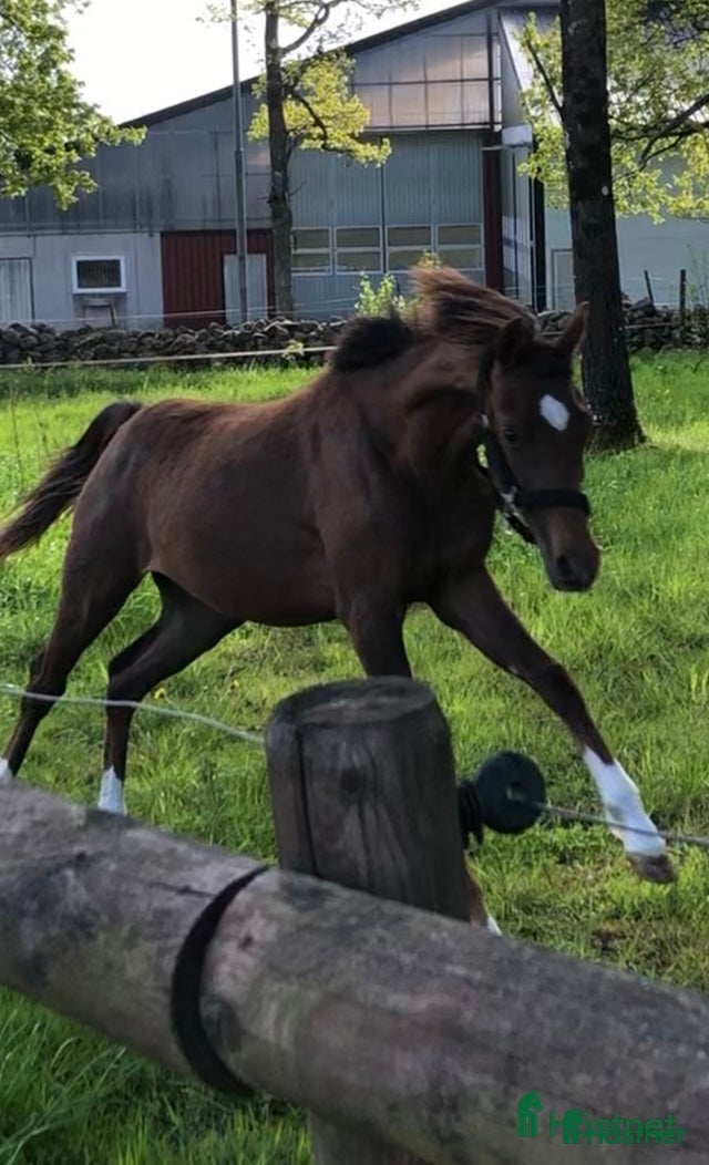  hästar Häst med wow e: Heartbeat  i Hestra - Annons 13