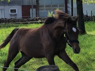 hästar Häst med wow e: Heartbeat i Hestra - Annons 15