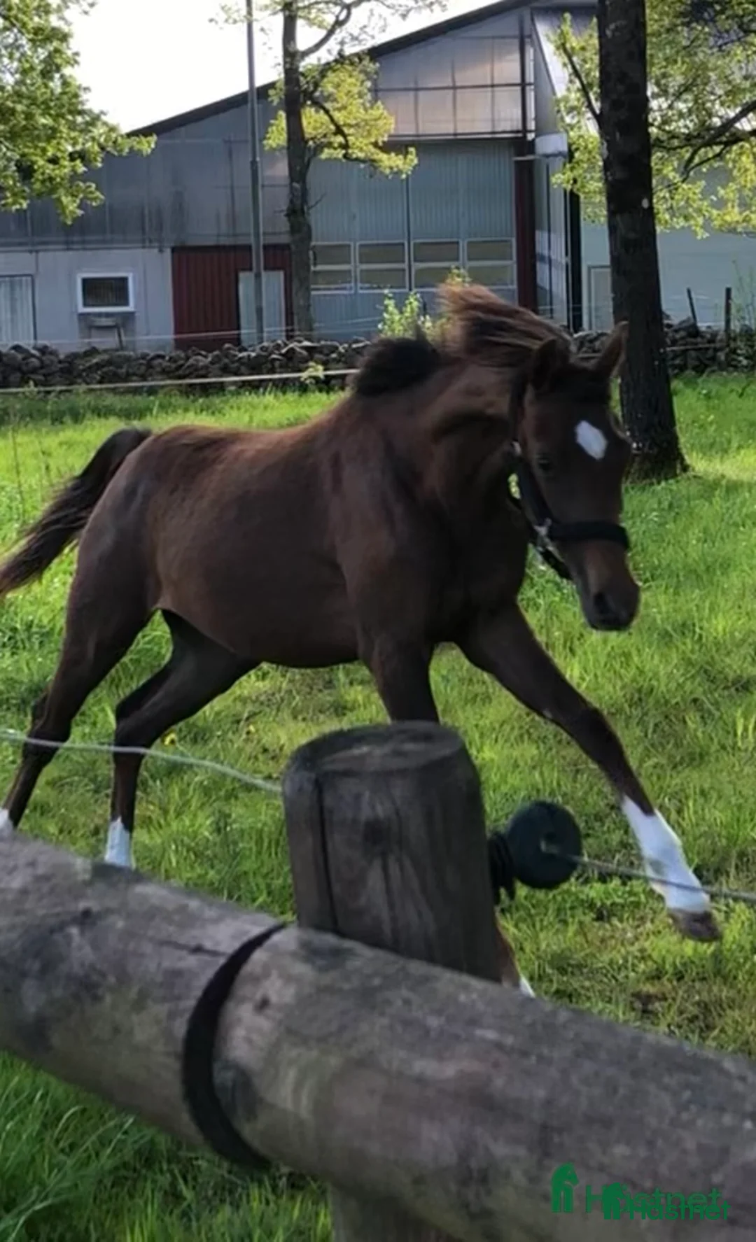 Allround hästar till salu: Häst med wow e: Heartbeat  i Hestra - Annons 1