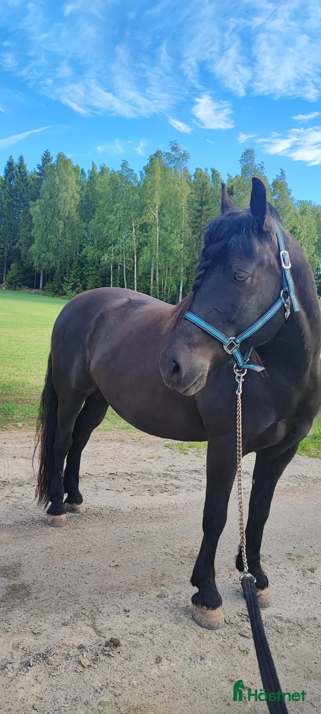 Allround hästar till salu: Trevlig valack söker nytt hem - Annons 3