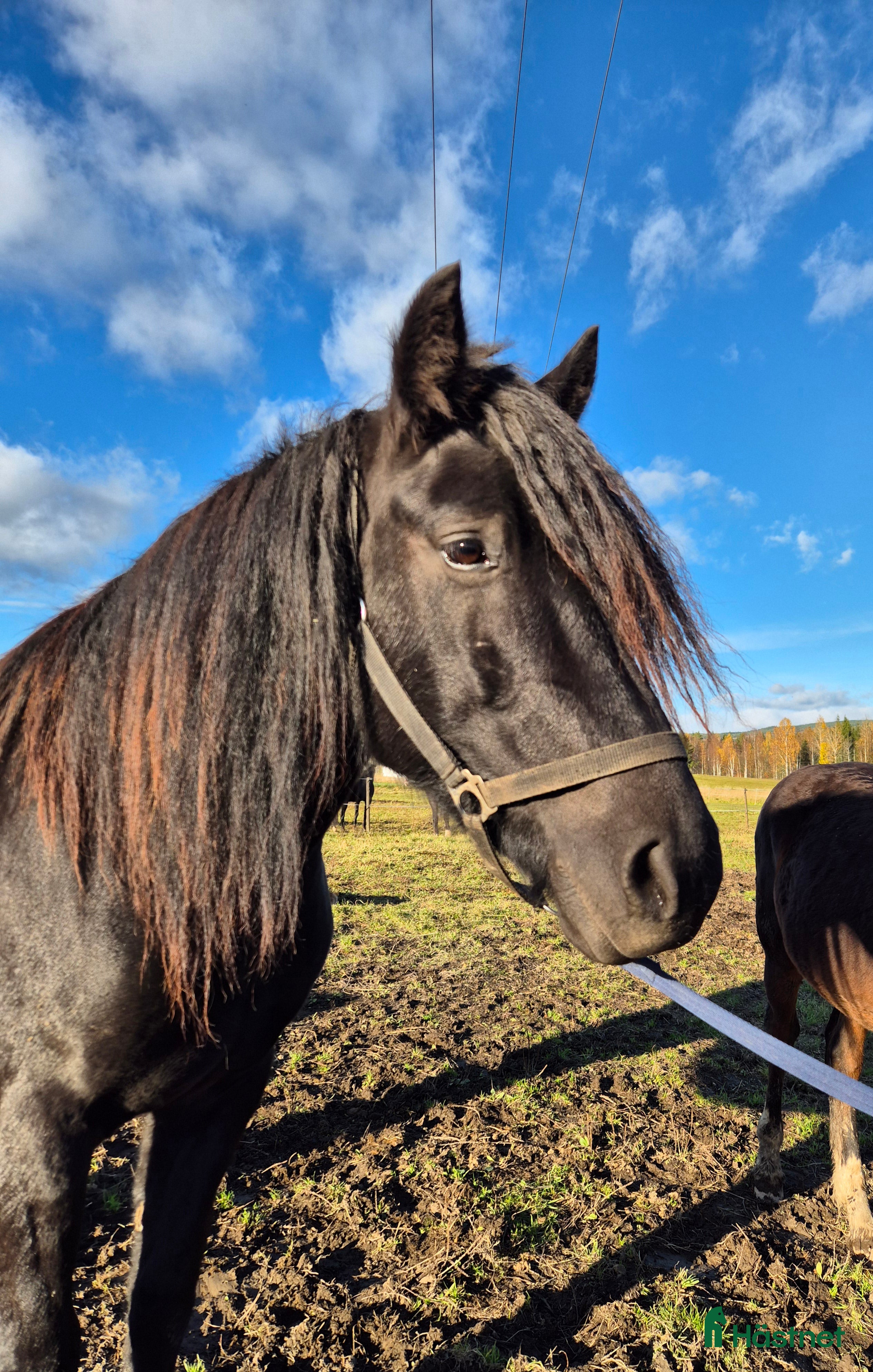 Allround hästar till salu: Kolsvart skönhet i Bjuråker - Annons 1