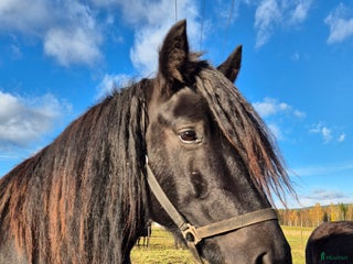 Allround hästar till salu: Kolsvart skönhet i Bjuråker - Annons 1
