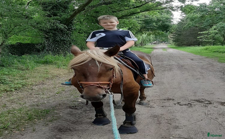  hästar i Holsbybrunn - Annons 2