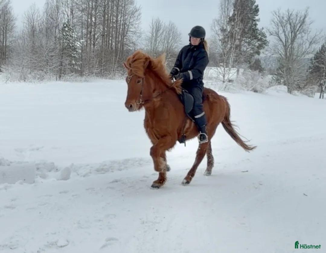 Island hästar till salu: 🧡välstammat stort sto 🧡 - Annons 3