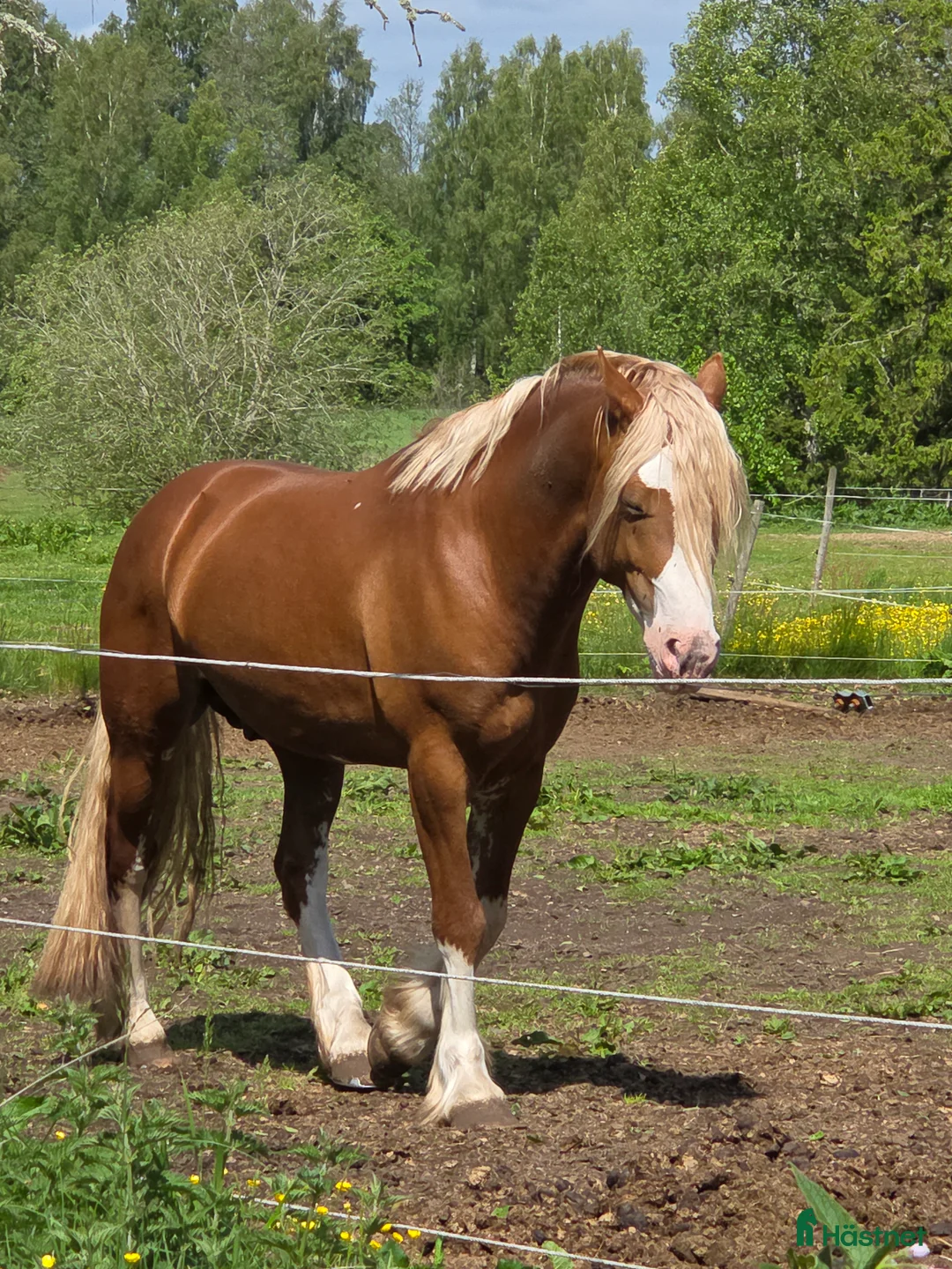 Allround hästar till salu: Trevlig Welsh Partbred säljes. - Annons 5