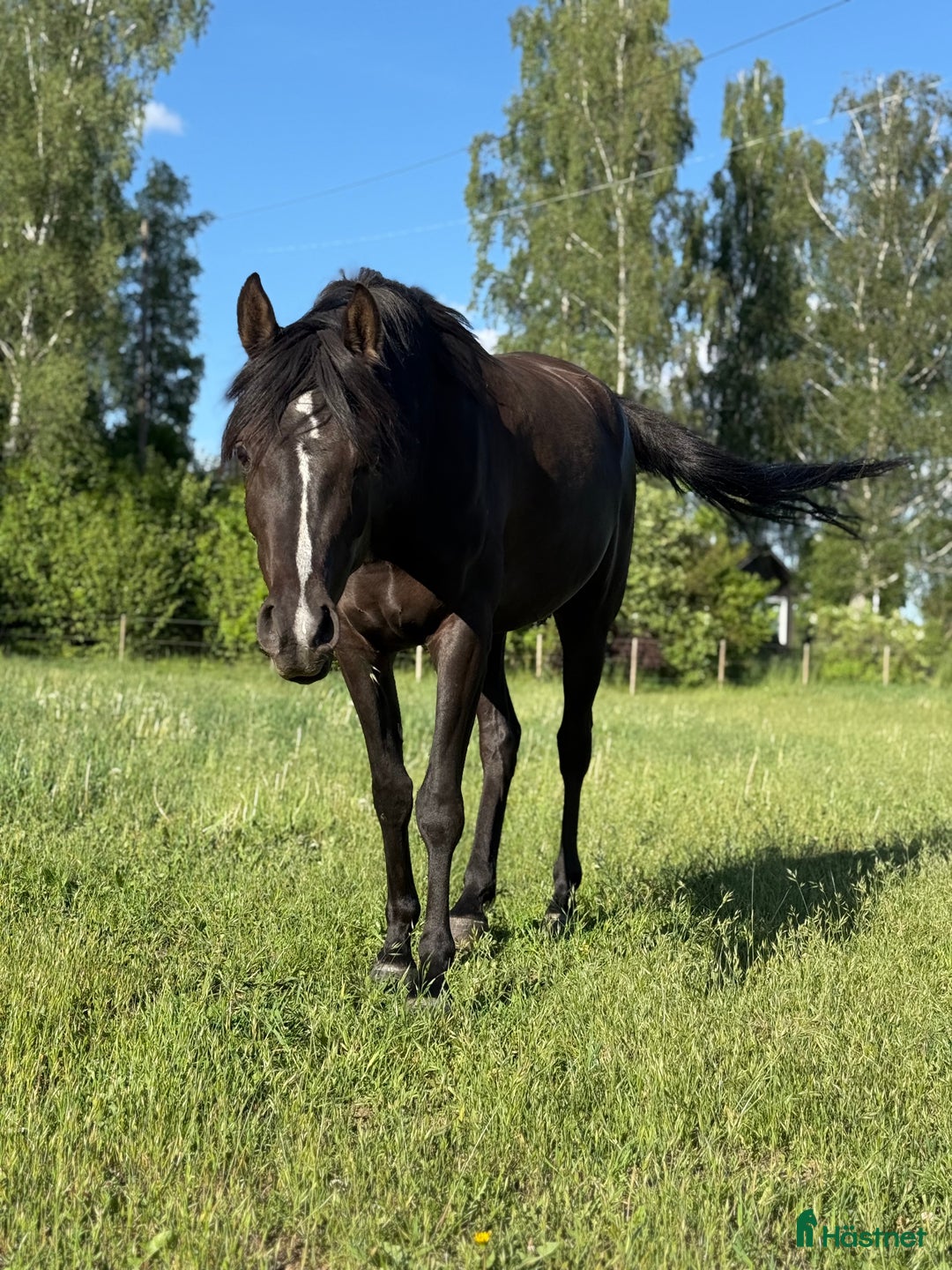 Allround hästar till salu: Världens bästa kille!  i Bräkne-Hoby - Annons 3