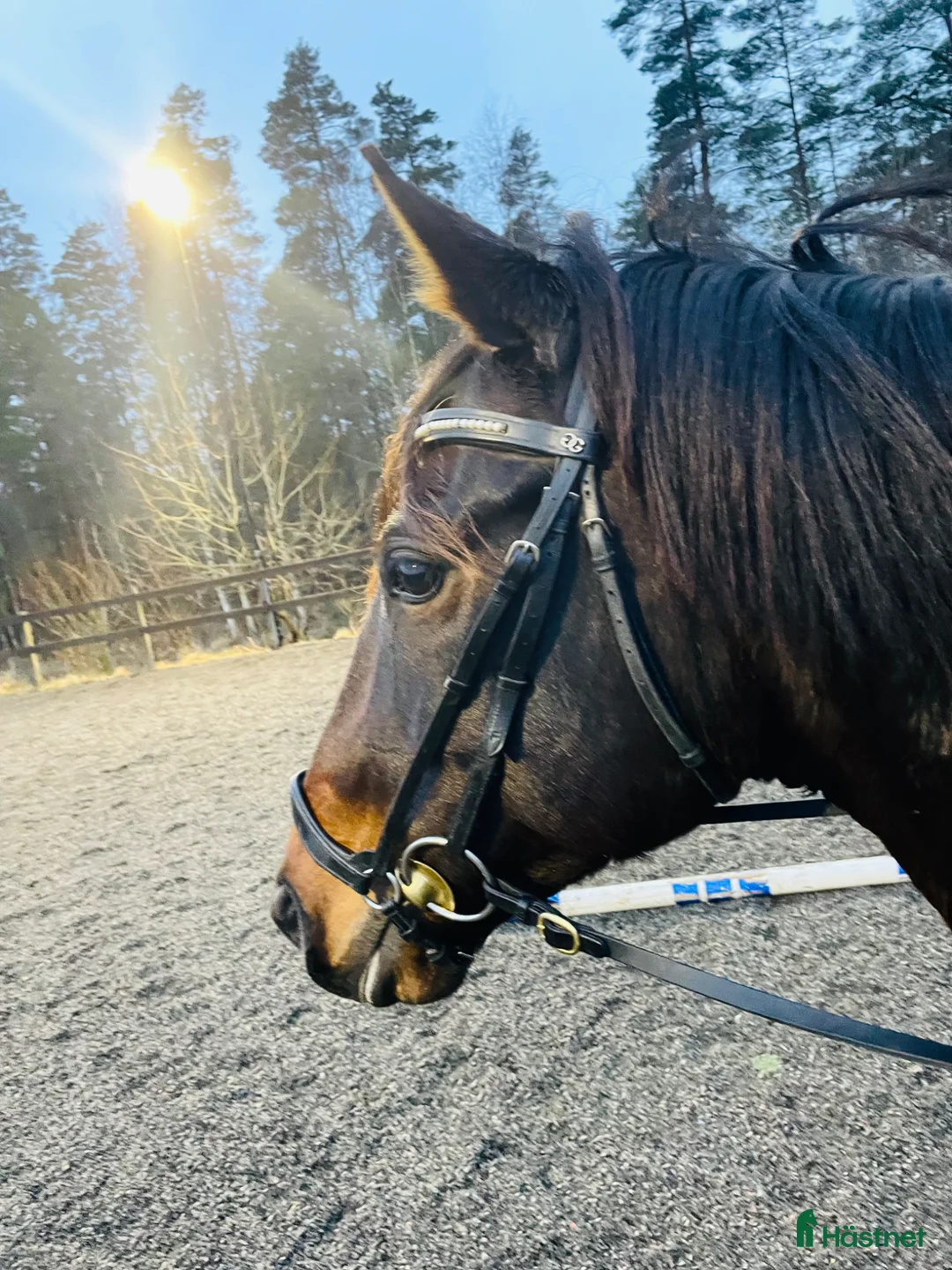  medryttarhäst finnes: Medryttare för lugna uteritter - Annons 3