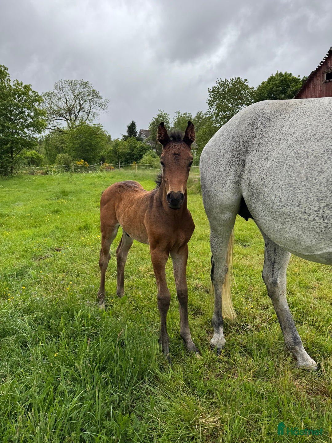 Allround hästar till salu: Exklusivt kvalitetsföl efter Hardrock Z ⭐️ i Ullared - Annons 8