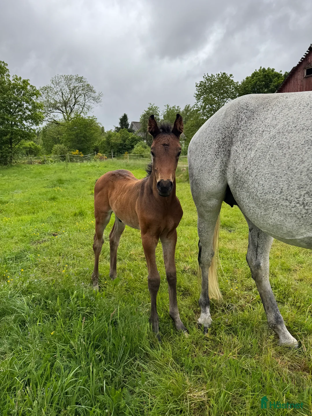 Allround hästar till salu: Exklusivt kvalitetsföl efter Hardrock Z ⭐️ i Ullared - Annons 8