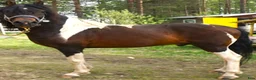 Allround hästar till salu: 5 Paso Fino hingstar/ston en, fler el. foder - Annons 3