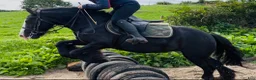Allround hästar till salu: Bombproof / therapy pony - Annons 7