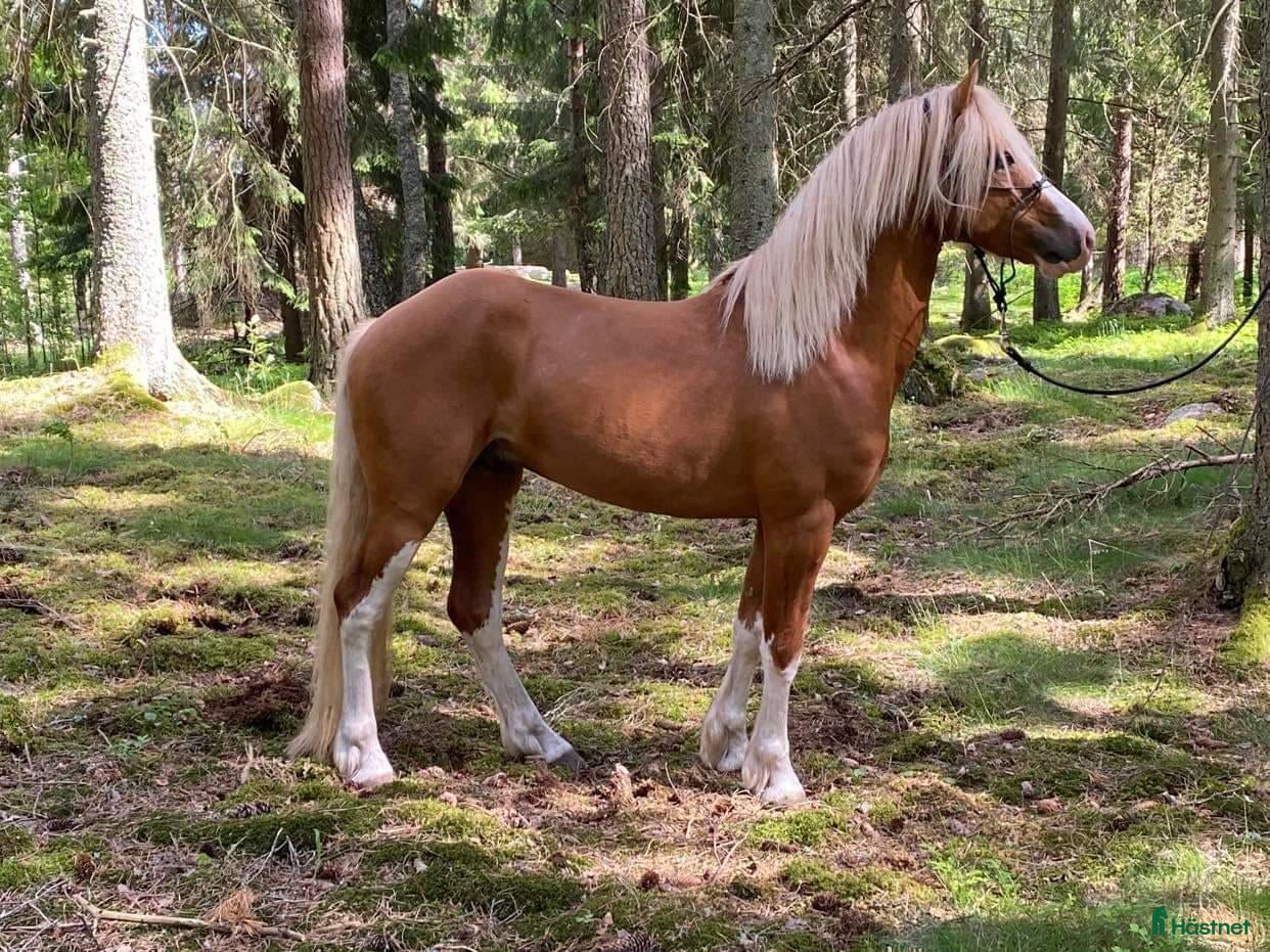  hästar Fantastisk rutinerad hopp ponny maxad B - Annons 1