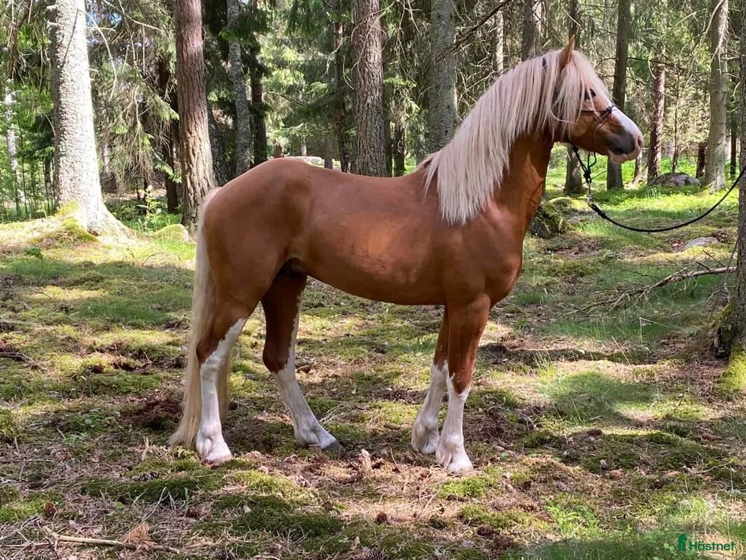 Hoppning hästar till salu: Fantastisk rutinerad hopp ponny maxad B - Annons 1