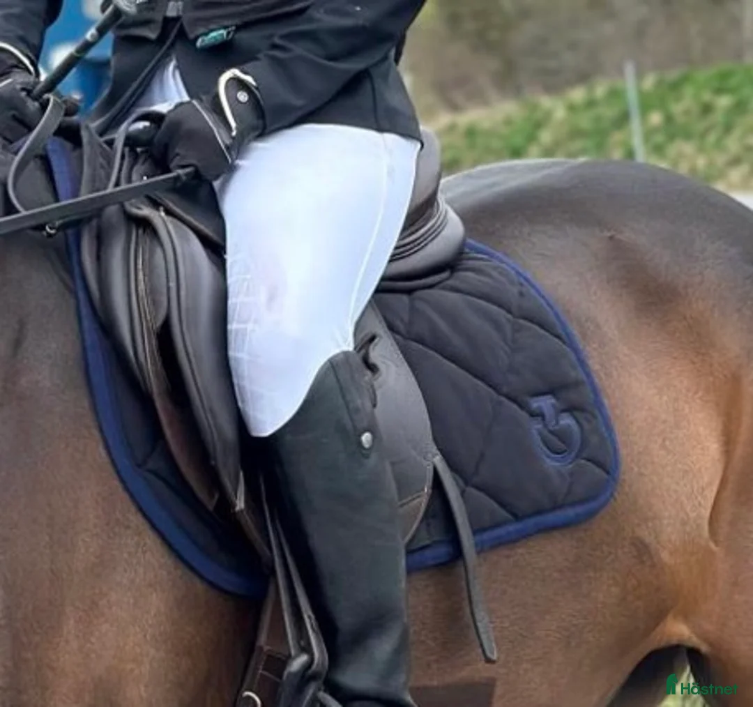 Schabrak & Vojlockar hästutrustning till salu: Super fint CT schabrak!🌟 - Annons 1