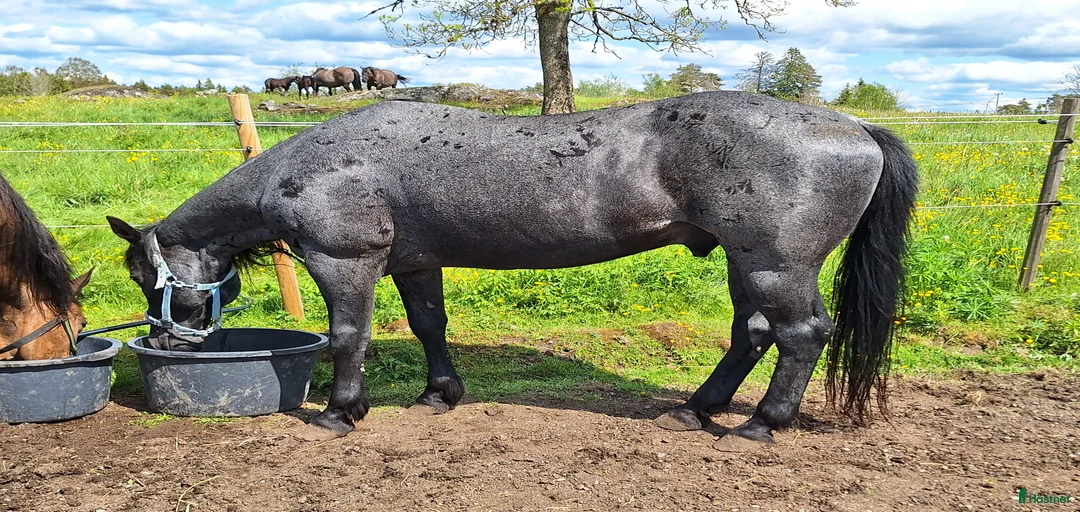 Galleribild {{count}}