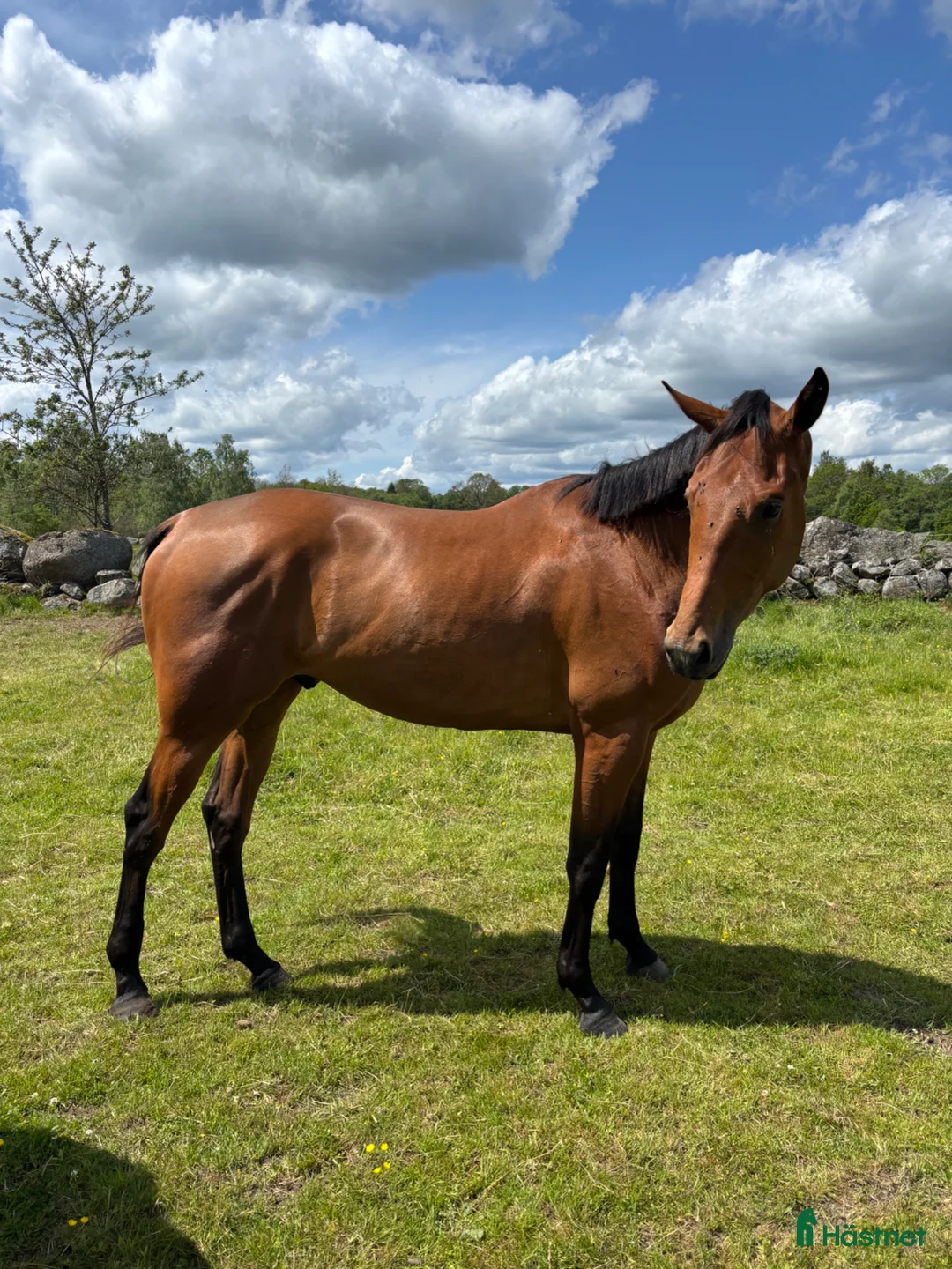 Allround hästar till salu: 4 åring E: magic park  - Annons 2