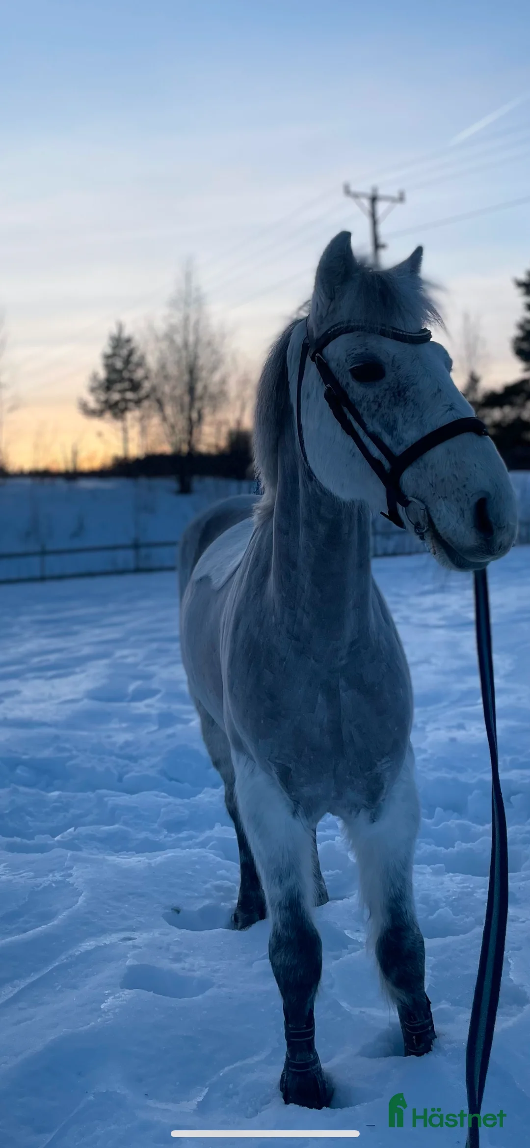 Allround hästar till salu: Charmig valack för högre klasser - en framtida 🌟  - Annons 1