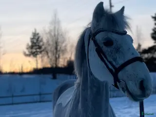 hästar Charmig valack för högre klasser - en framtida 🌟 - Annons 15