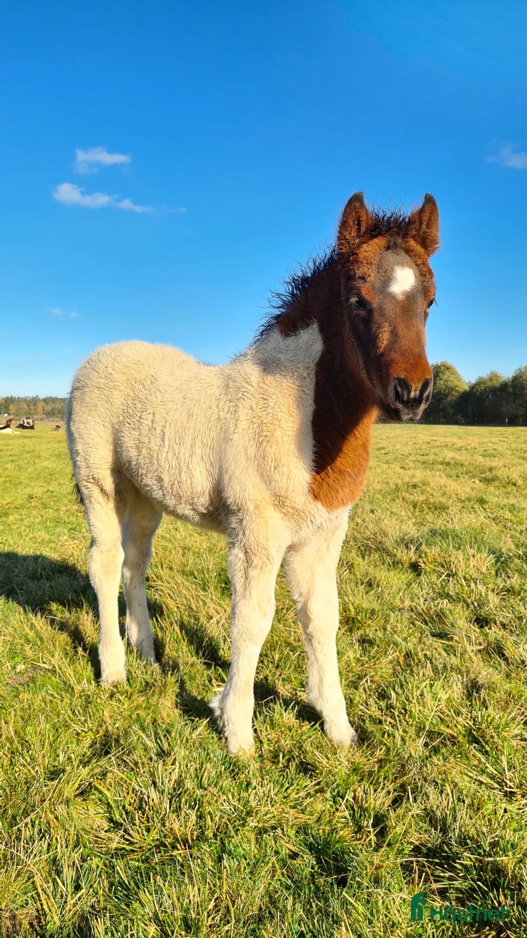 Island hästar till salu: Hingstföl med utstrålning! - Annons 11