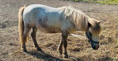  hästar i Ekshärad - Annons 2