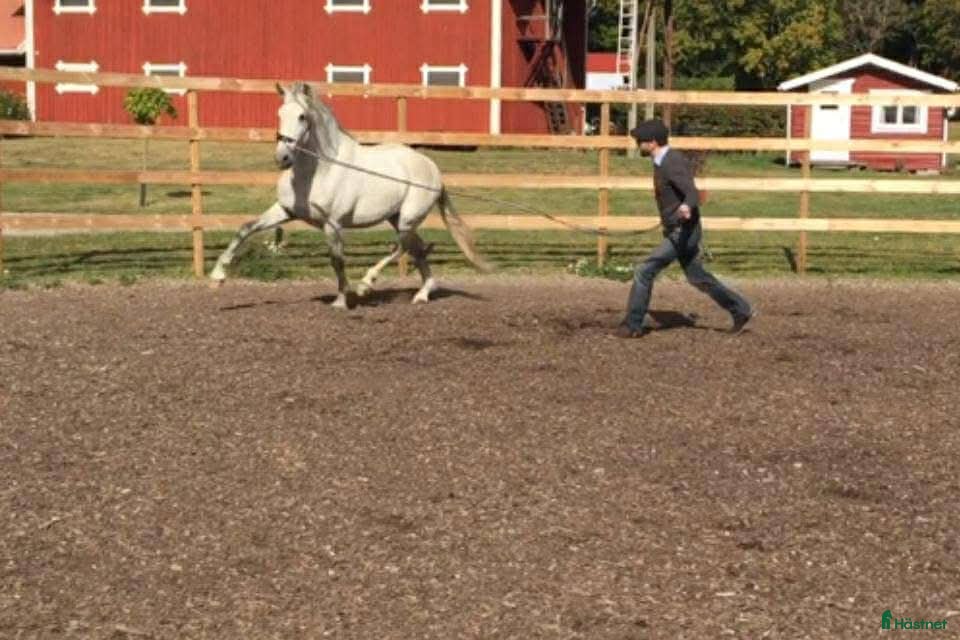  hästar Avelsgodkänd PRE-hingst med Cartujanolinjer - Annons 3