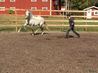 hästar Avelsgodkänd PRE-hingst med Cartujanolinjer - Annons 3