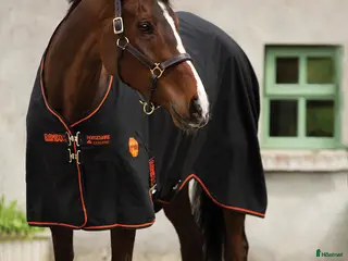 Täcken hästutrustning FYND 22st helt nya hästtäcken!!! Allt tsm - Annons 1