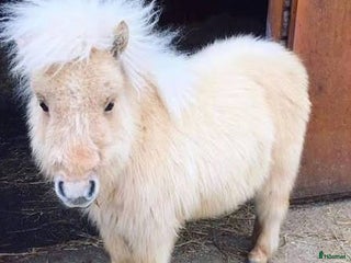 medryttarhäst sökes: Medryttarhäst sökes. Shettis eller B ponny i Spånga - Annons 8